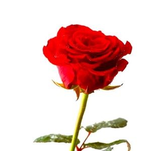 Meet your Posher, Ale